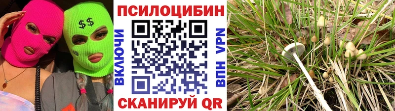 Галлюциногенные грибы Psilocybine cubensis  Купить где  Обнинск 